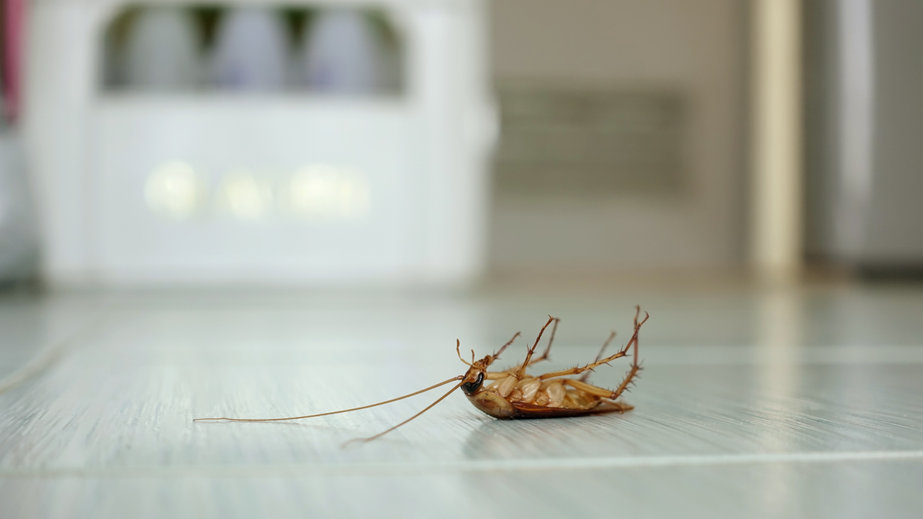 Cockroach on the Floor