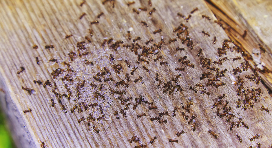Termite Infestation