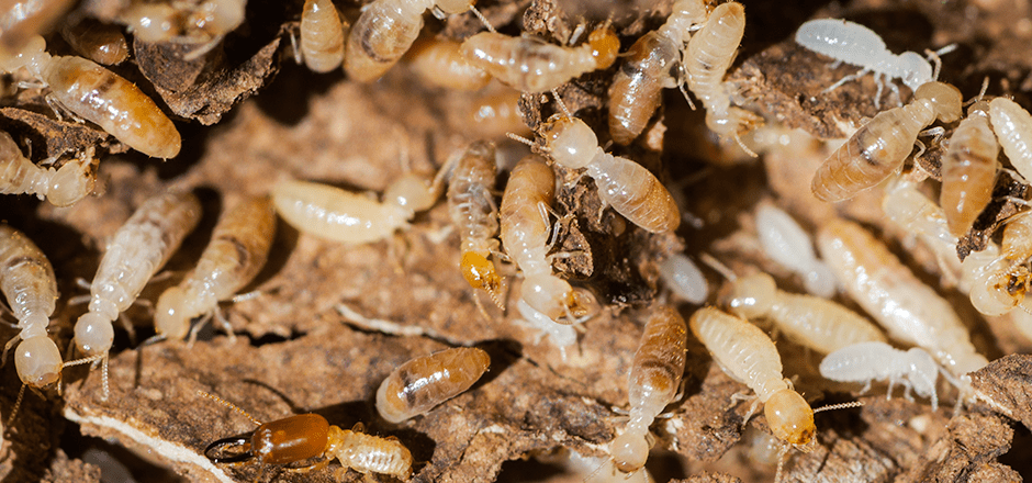 Termite infestation 1