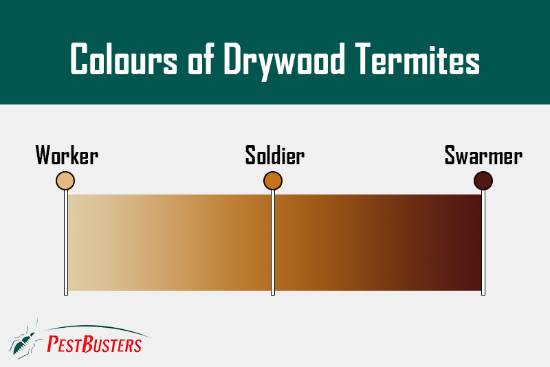 signs of drywood termite infestation