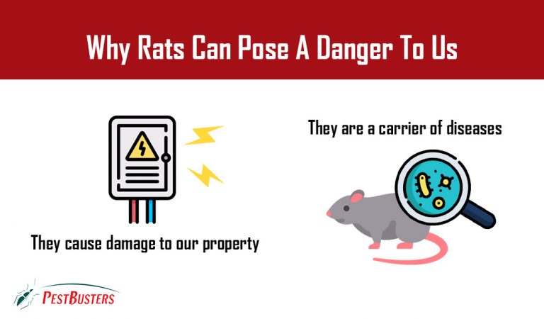 Damage caused by rats to humans. One shows damage to propery such as electric cable wires. Other image shows rat carrying diseases which can affect people’s health.