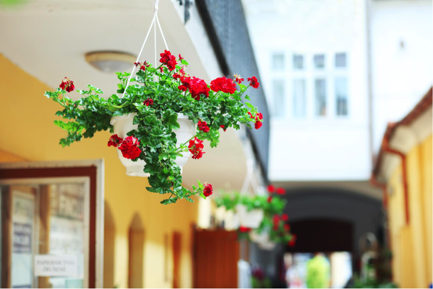 hanging of house plant in the property’s exterior can prevent termite infestation