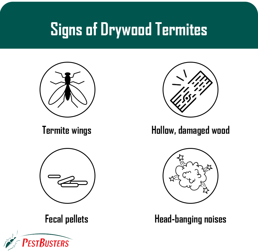 signs of drywood termite infestation