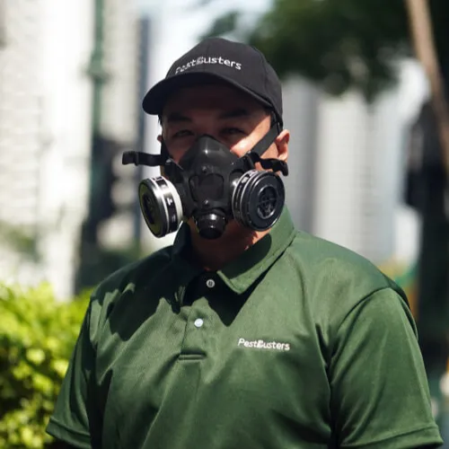 dog tick control services