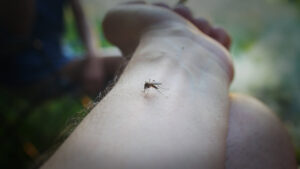 Keep Dengue Mosquitoes Away from Your Students Featured Image