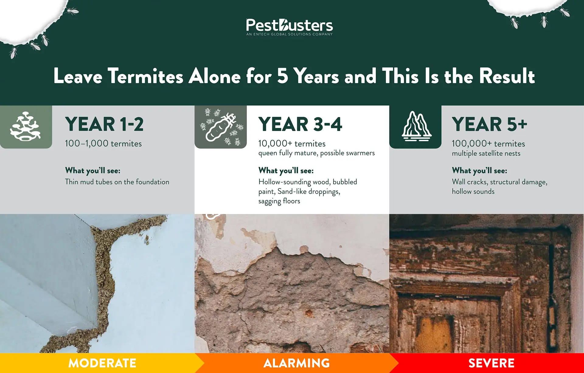 Timeline and risk factors of termite damage over 5 years of no treatment and intervention. Showing the first 2 years as the most manageable and the 5th year as the most damaging in the property.
