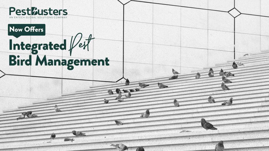PestBusters Officially Launches Integrated Bird Control Services in Singapore Featured Image