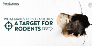 Why Do Rodents Target Food Manufacturing Facilities? Featured Image