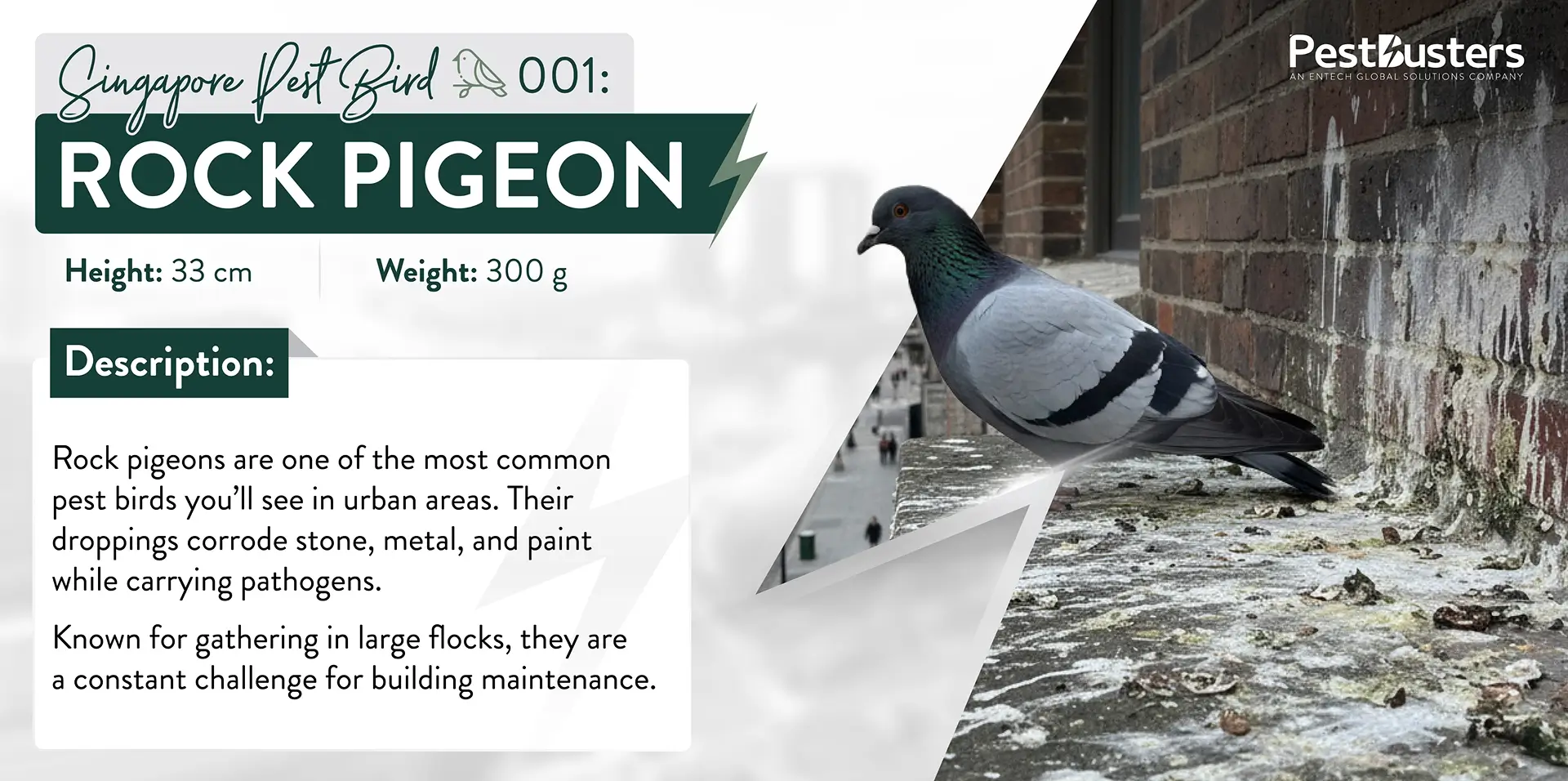 A descriptive image content showcasing a rock pigeon with bird droppings on the wall. Text overlay describes the rock pigeon as a common pest bird whose droppings corrode buildings and spread pathogens.