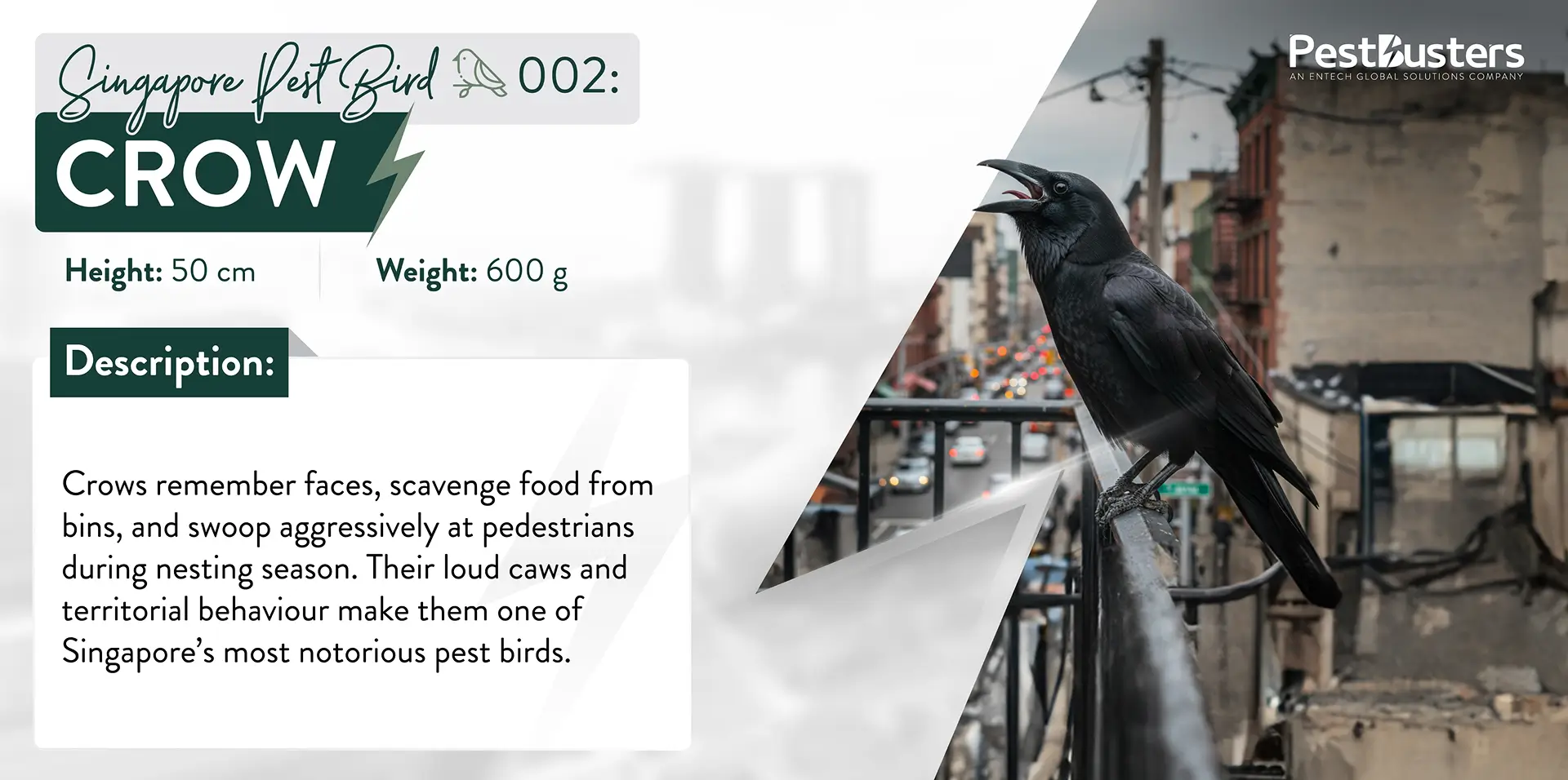 An entry for crows with an image of a black crow perched on a railing. Crows are described as a pest bird that remembers faces, scavenges food from bins, and swoops at pedestrians during nesting season.