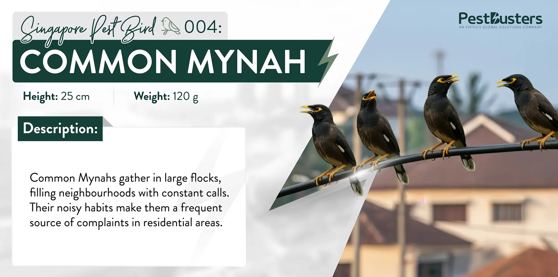 An informative visual about Common Mynahs, wherein 3 Common Mynah birds are perched on a residential railing in Singapore. They are described as noisy pest birds that gather in large flocks and cause frequent complaints in neighbourhoods.