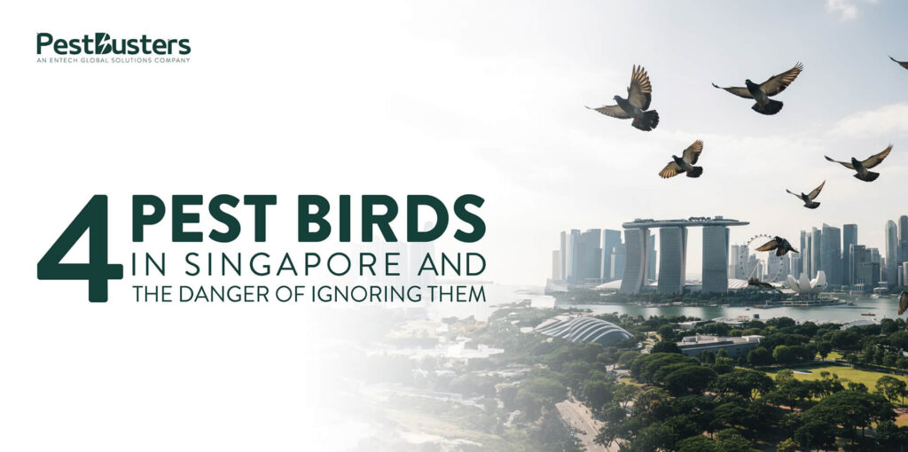 Flock of pest birds flying over Singapore skyline, with a blog topic about 4 pest birds in Singapore and why ignoring them is dangerous