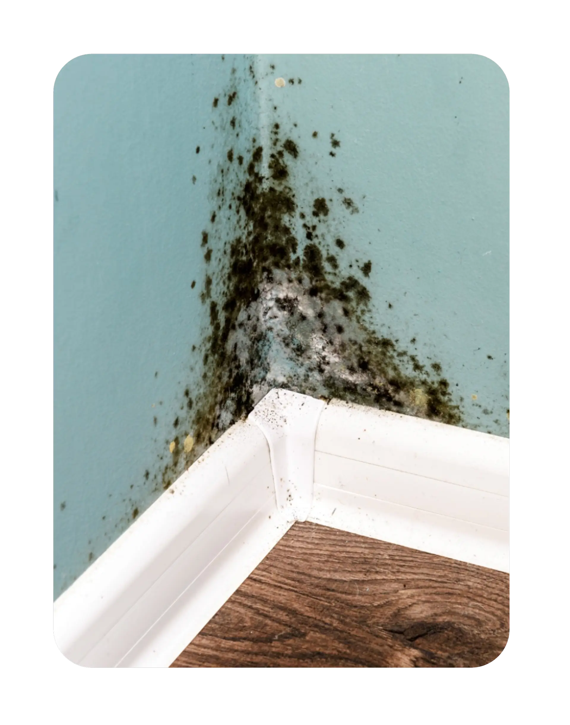 Mould Removal and Mould Treatment Featured Image